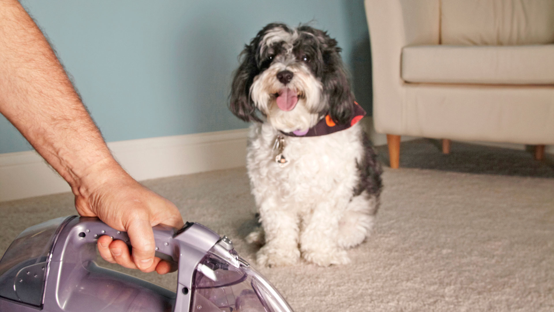 How Do I Make My Room Not Smell Like Dog